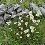 Daire Burren Court Ballyvaughan