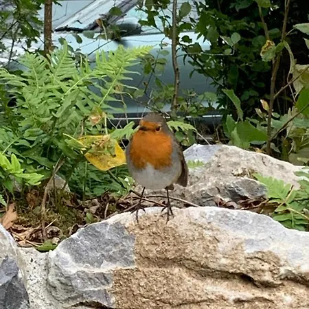Apartmán Burren Court