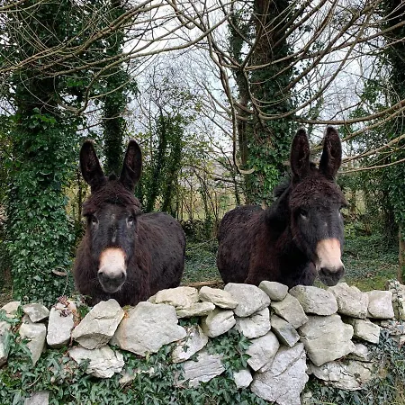 Apartmán Burren Court
