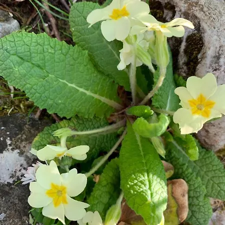 Burren Court Apartment