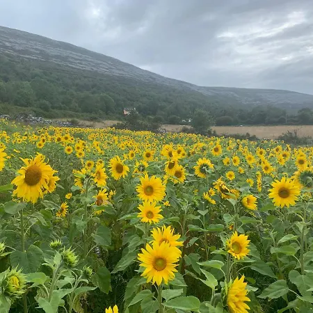 Burren Court 아파트