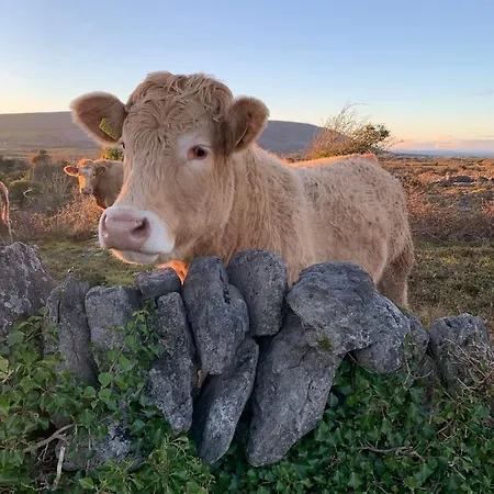 아파트 Burren Court 발리바우한