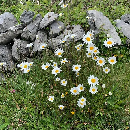 아파트 Burren Court 발리바우한