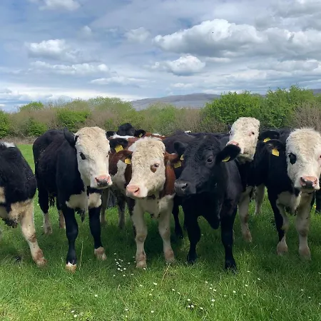 Burren Court * 발리바우한