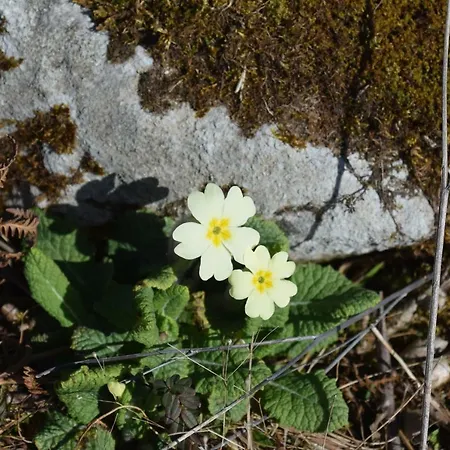 Burren Court Lejlighed