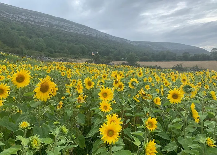 Burren Court شقة